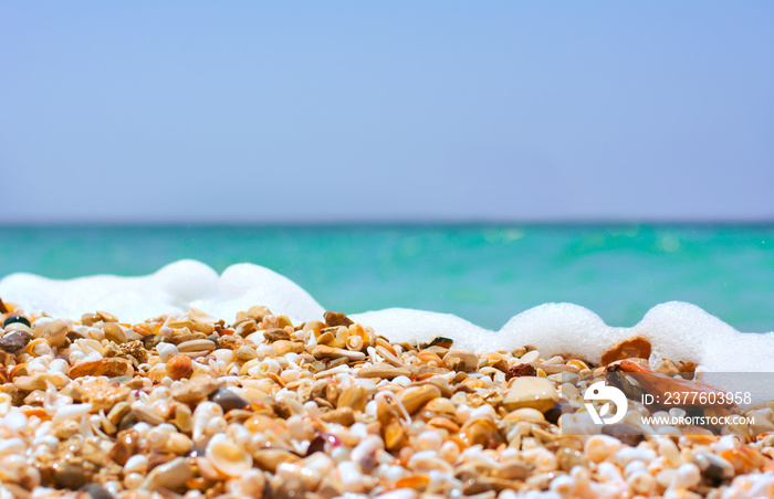 Close up seashell beach against sea horizon