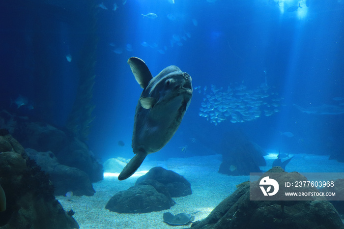 sunfish (moonfish) swimms in blue ocean water