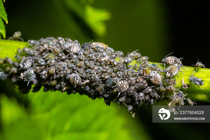 Aphids, plant lice, greenflies, blackflies or whiteflies, Cinara palaestinensis, the Aleppo pine aphid, Hemiptera Aphididae