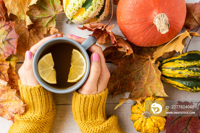 Woman’s hands in knitted sweater holding cup of tea with lemon on background with pumpkins and autumn leaves. Top view