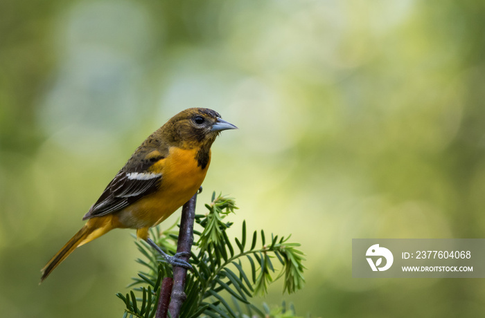 Baltimore Oriole female, Icterus galbula, perched on branch soft green background