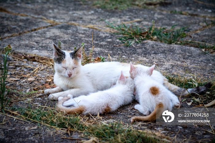 Mother cat breastfeeding her kittens