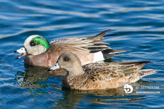 American Wigeon ducks in a calm blue lake.