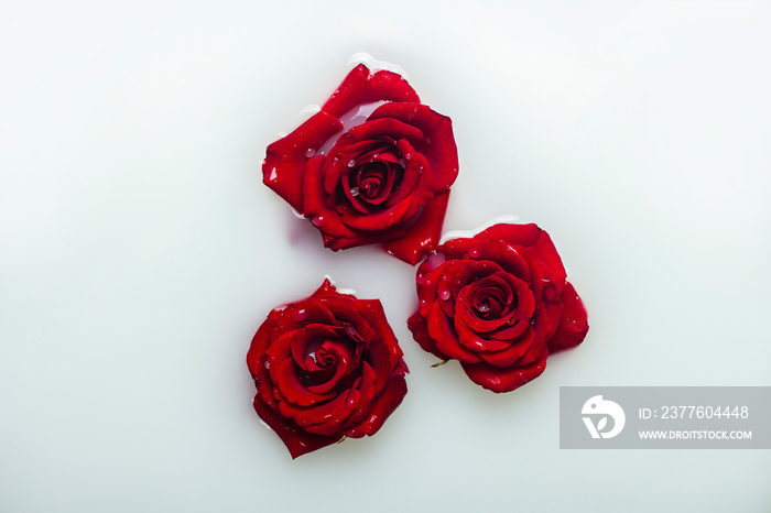 Beautiful red roses in a milk bath. Concept of spa treatments, relaxation, spa treatments, therapy