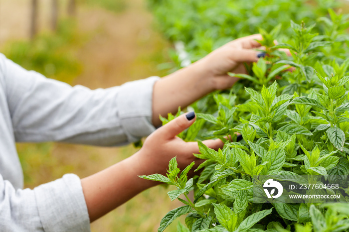 Young girl is holding fresh leaves of basil in her hands. Close up