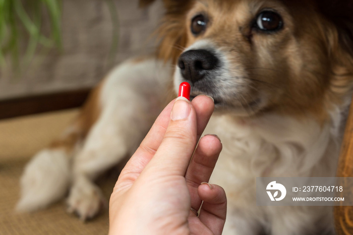 woman hand holding pills and close-up medicine and medications that are important in dogs. blurred background . ideas, concepts, Some dog breeds do not like to take medicine when sick