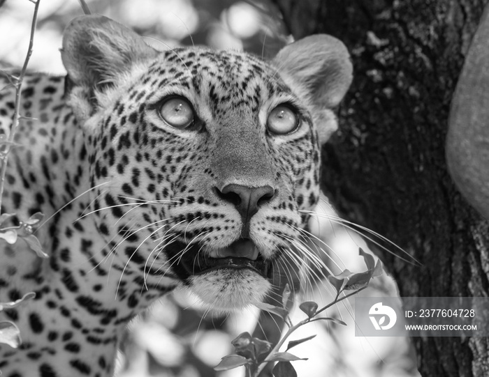 B&w; monochrome; black and white leopard,; aleopard in the tree; Leopard on a tree; leopard resting; leopard looking at prey; leopard watching; leopard stalking; African leopard Murchison Falls Uganda