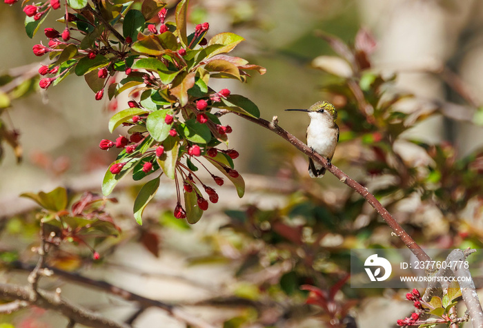 Female Ruby-throated Hummingbird on tree branch