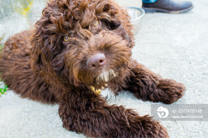 puppy spanish water dog