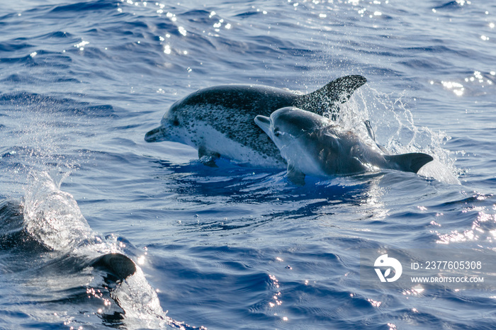 dolphin in the water