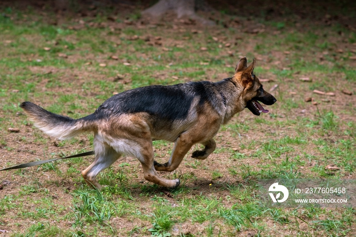 German Shepherd, with a leash, running through the grass with open mouth