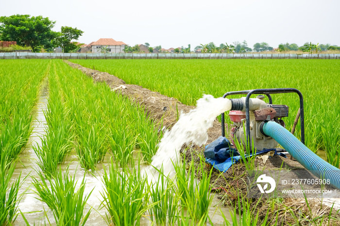 Irrigation of rice fields using pump wells with the technique of pumping water from the ground to flow into the rice fields. The pumping station where water is pumped from a irrigation canal.