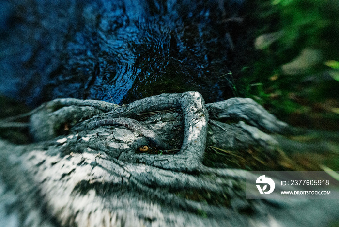 Lensbaby lens blur nature mountain and river wilderness photographs. Nature images with special effects blurs, Roots and flowing water of a wild creek.