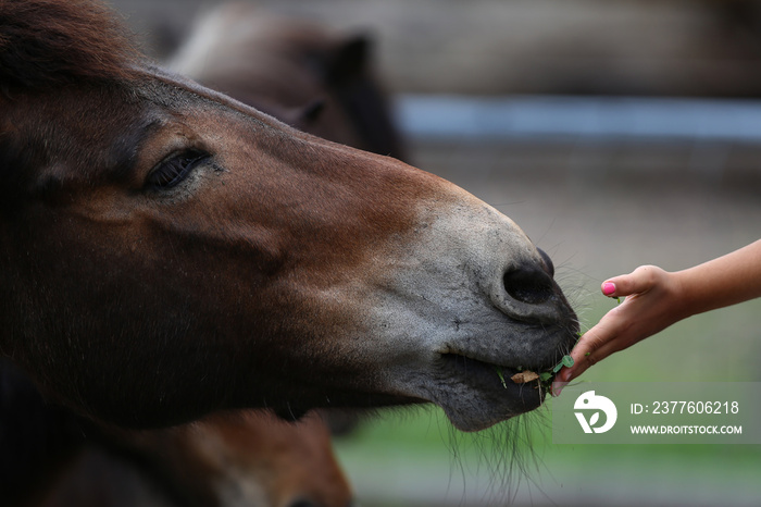 Hand of woman giving horse a grass