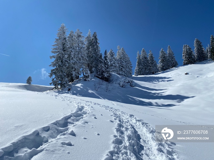 Wonderful winter hiking trails and traces on the slopes of the Alpstein mountain range and in the fresh alpine snow cover of the Swiss Alps, Nesslau - Obertoggenburg, Switzerland (Schweiz)