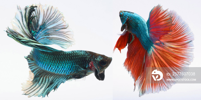 halfmoon betta fish, siamese fighting fish, capture moving of fish, betta splendens