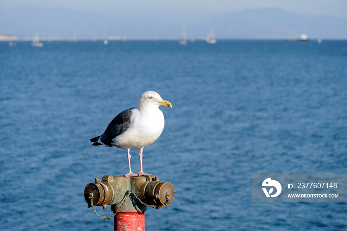 Seagull perched on a fire hose connection, Santa Barbara pier