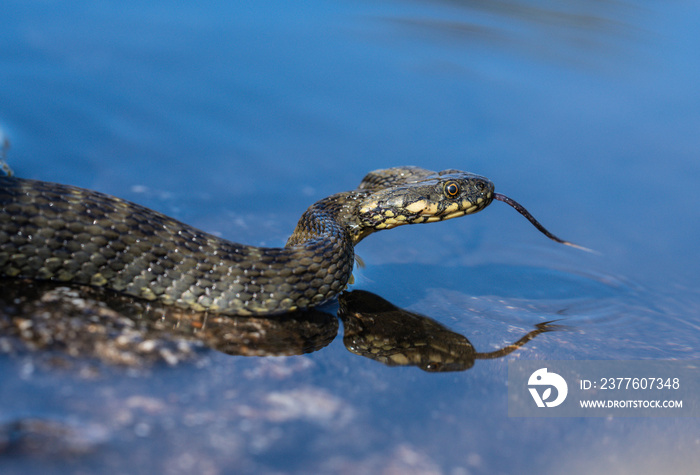 Viperine Snake (Natrix maura) entering river water.  Serpiente de agua viperina / culebra viperina (Natrix maura) entrando al río.