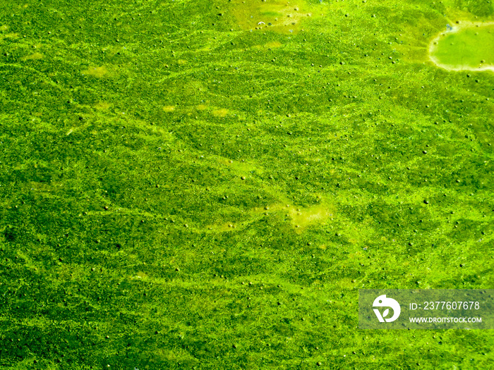 blue green algae cover sea surface near coast