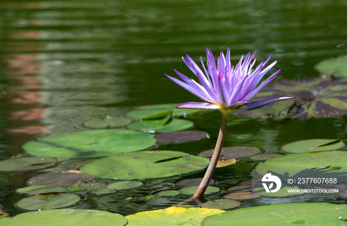 purple water lily in pond in Vizcaya museum Miami Florida