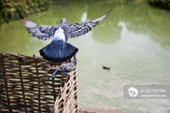 Rear view of pigeon flying above pond