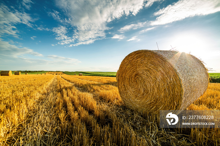 The beauty of the harvest, bales of wheat rolling through fields of gold as a symbol of nature’s abundance