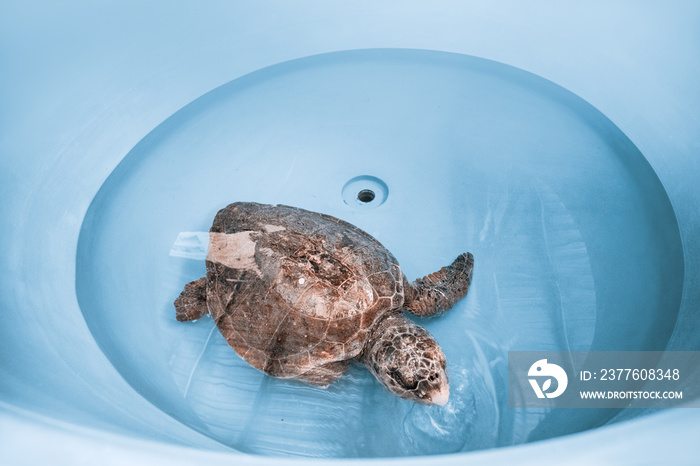 An injured and sick loggerhead turtle is undergoing rehabilitation and treatment at a veterinary center in a large basin of water. Most of the incidents are related to injuries from motor boat blades