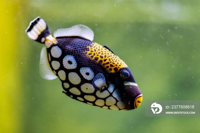 Clown triggerfish in aquarium, blurred background