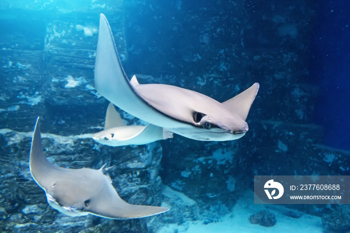 Group of stingrays are swimming on the blue sea near the underwater rocks.