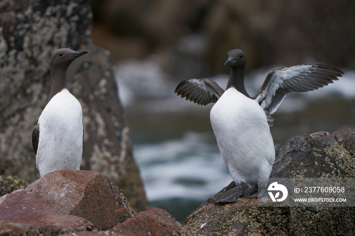 Guillemot (Uria aalge) on rocks close to the sea on Great Saltee Island.