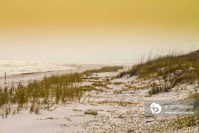 Sea Oats (Uniola paniculata) Growing on  White Sand Dunes , Grayton Beach State Park, Santa Rosa Beach, Florida,USA