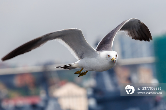 Sea gulls in Vladivostok. Tourists feed hungry gulls