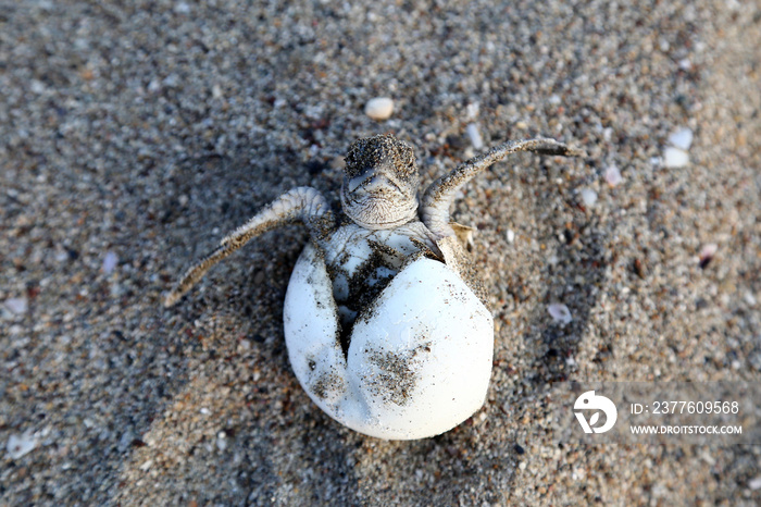 Chelonia Mydas.  Newborn baby black green sea turtle running on the beach sands in Mediterranean Sea.