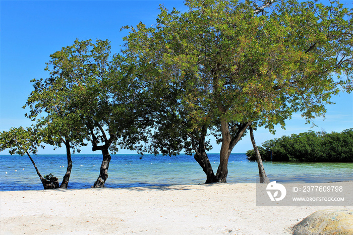 Tress on the beach, Islamorada, Florida Keys, USA