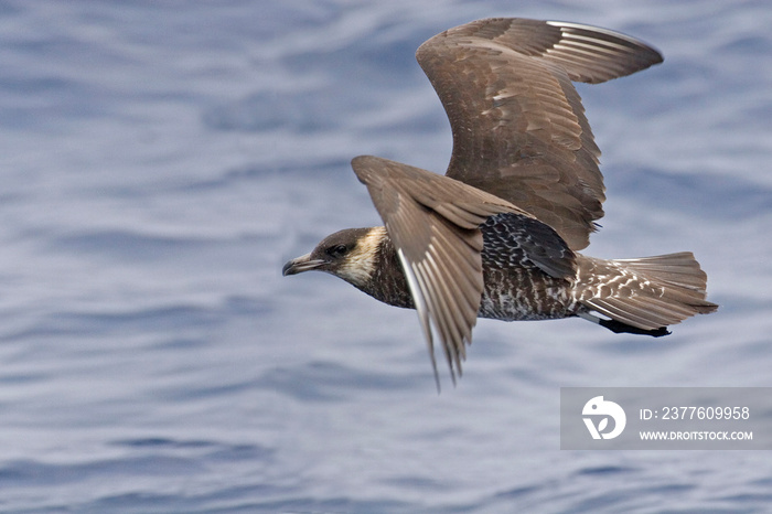 Pomarine Jaeger, Stercorarius pomarinus, in flight