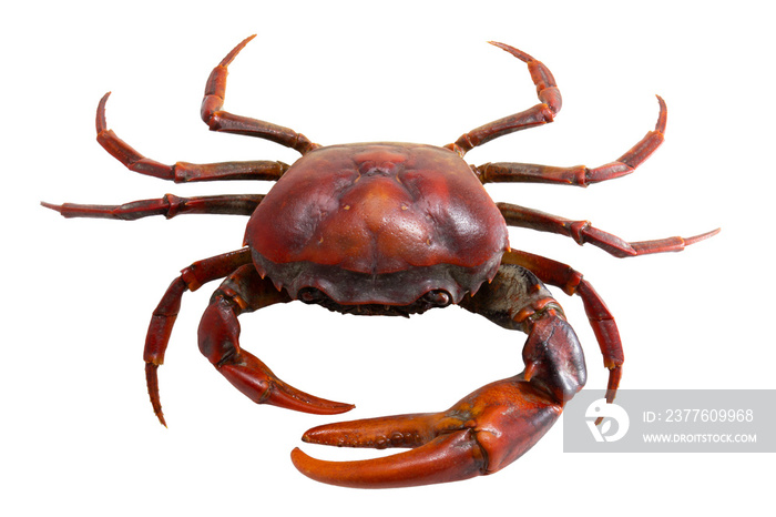 Freshwater crab with big claw isolated on white background , Cooked crab