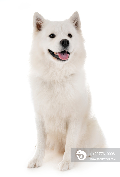 Samoyed dog in studio