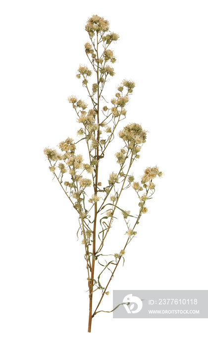 Dried white cutter flower