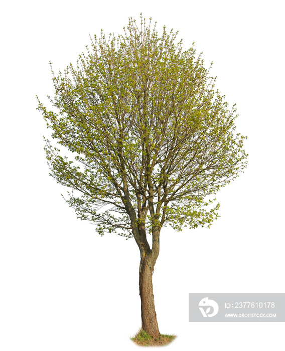 Callery pear, known also as Pyrus calleryana, isolated tree on white background.