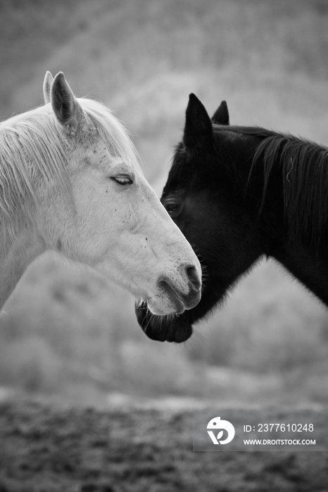 Black&white horses