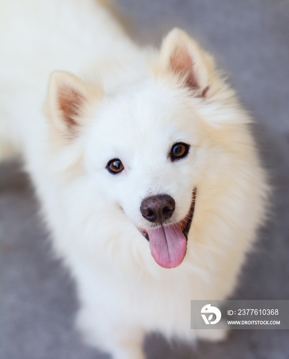 American Eskimo Dog looking up at the camera