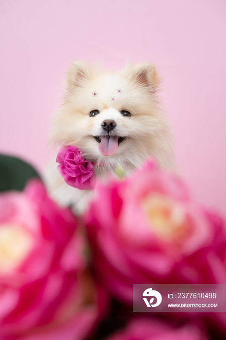 Fotografia de pet Spitz alemão em fundo rosa de dia das mães