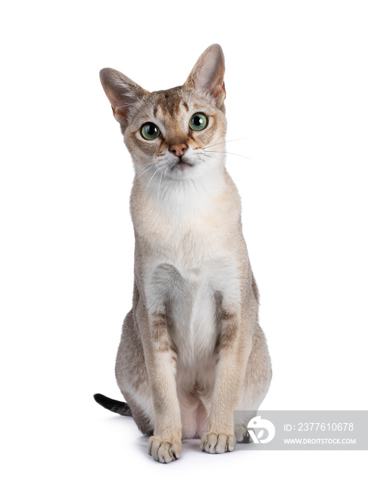 Handsome young adult Singapura cat, sitting up facing front. Looking straight at camera with mesmerising green eyes. Isolated on a white background.