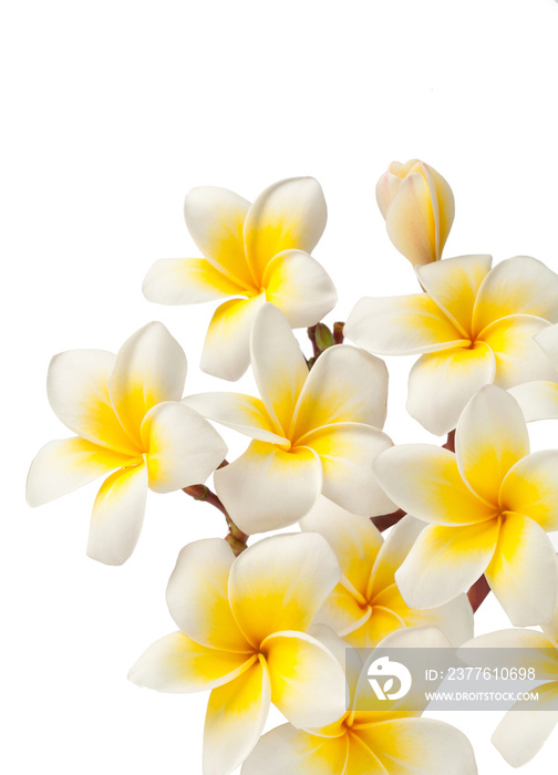 frangipani flowers isolated on white.