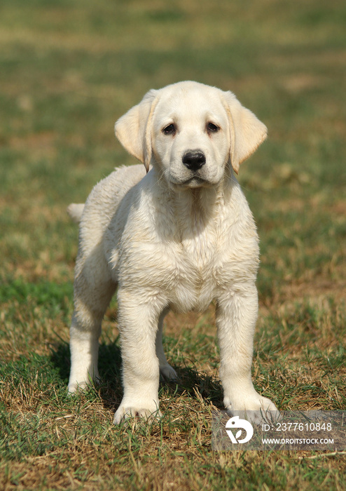 Labrador puppy dog