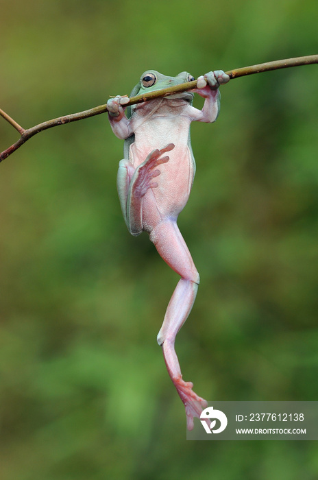 frog on a branch, tree frog, dumpy frog,