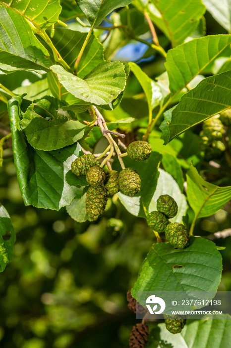 A branch of alder leaves and green cones. Branch of Alnus glutinosa, the common alder, black alder in spring