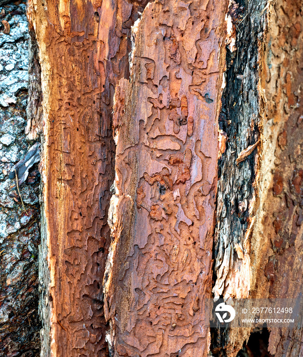 Pieces of bark with bark beetle galleries under the bark of a conifer tree, Austria