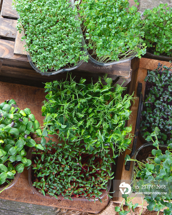 Mixed Microgreens