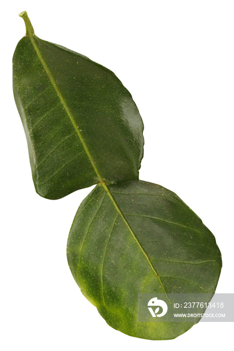 Bergamot leaf